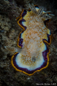 Chromodoris anulata by Henrik Gram Rasmussen 